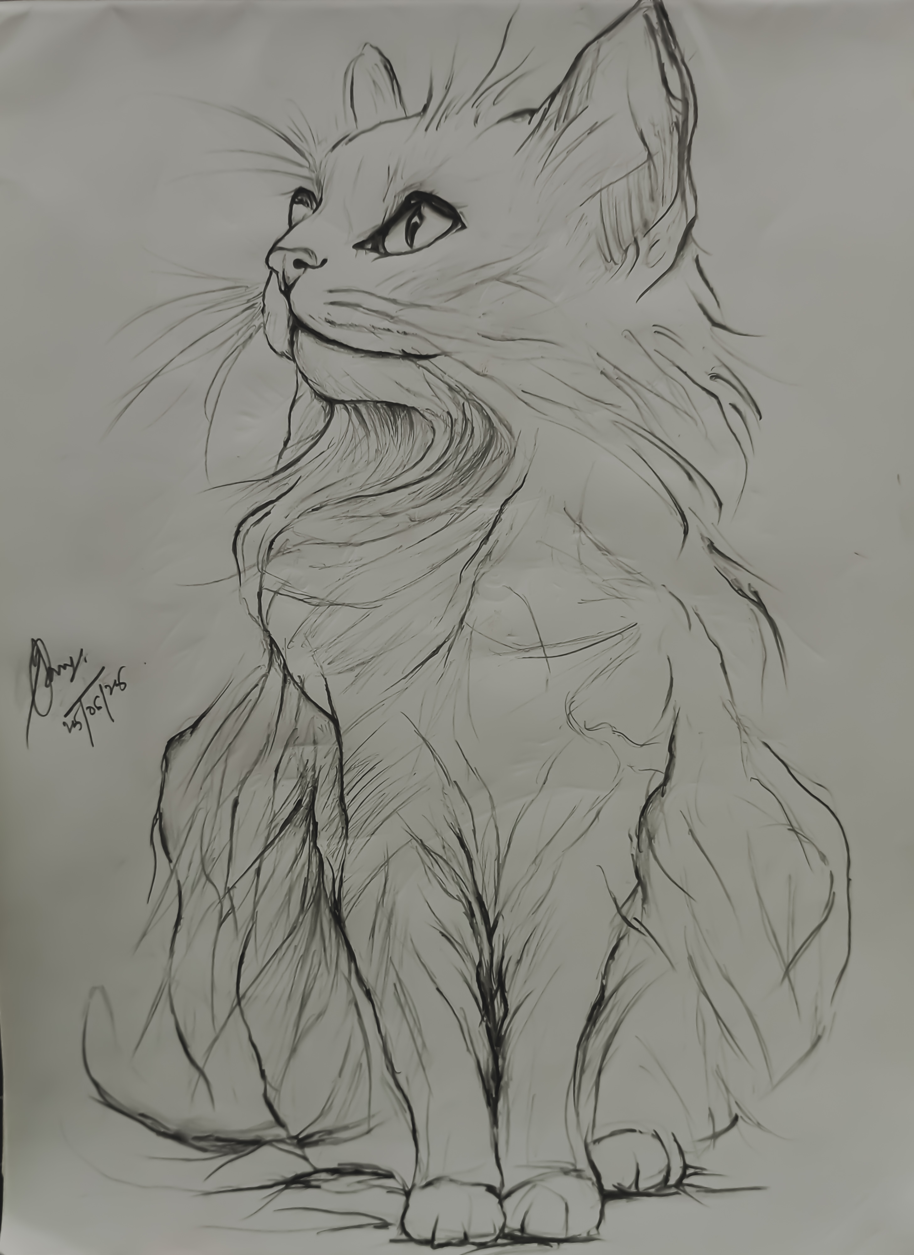 Cat Sketch